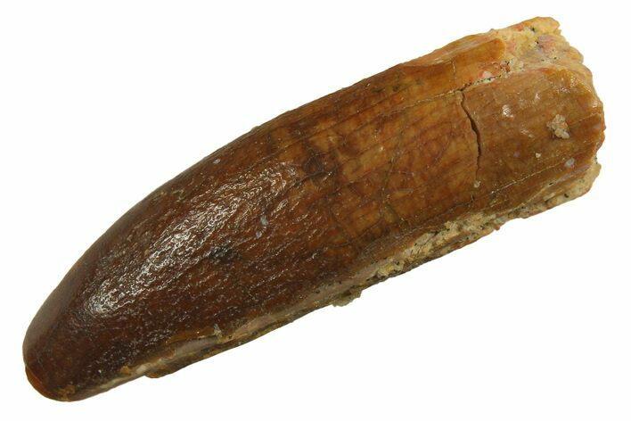 Fossil Sauropod Dinosaur (Titanosaur) Tooth - Morocco #298714
